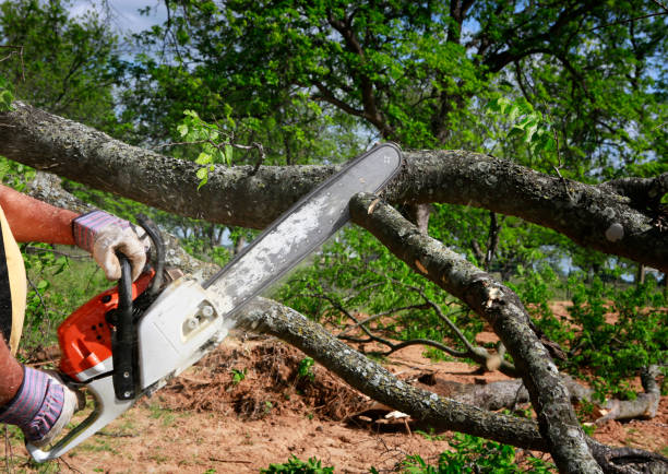 Best Dead Tree Removal  in Cambria, IL